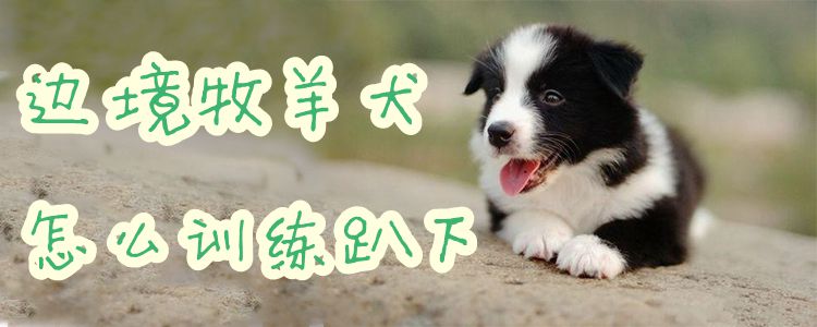 边疆牧羊犬怎样练习趴下