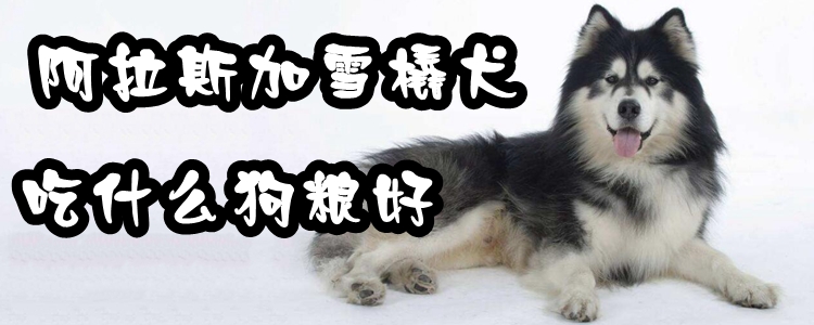 阿拉斯加雪橇犬吃那些狗粮好