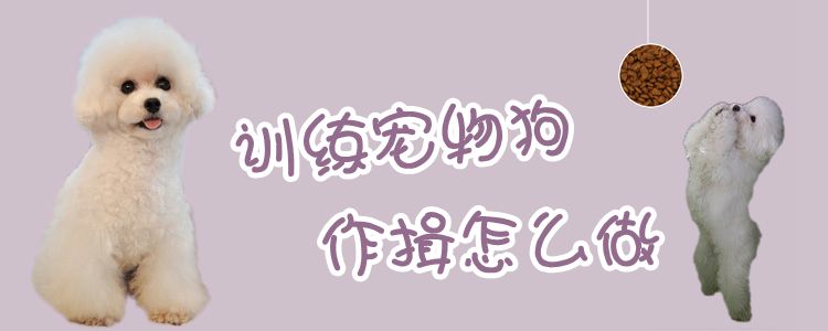 练习宠物狗作揖怎样干