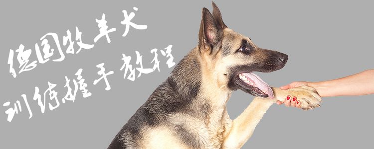 德国牧羊犬练习握手教程1