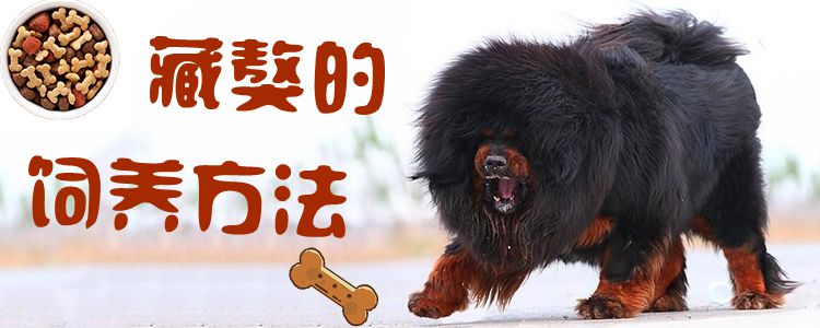 躲獒的豢养方式1