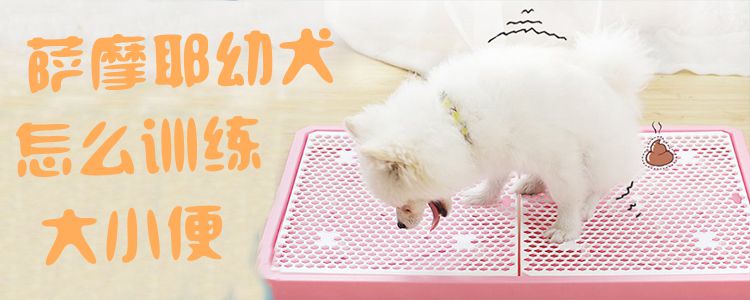 萨摩耶幼犬怎样熟习巨细便1