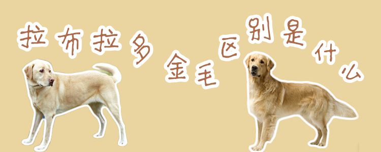 拉布拉多和金毛不同