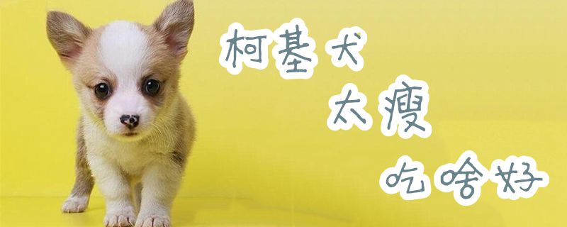 柯基犬太瘦吃那些好