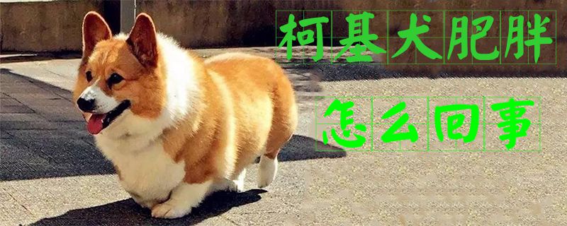 柯基犬肥肥怎样回事1