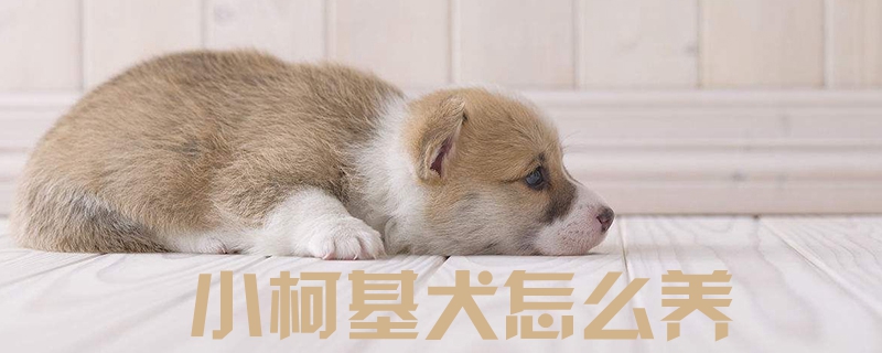 小柯基犬怎样养1