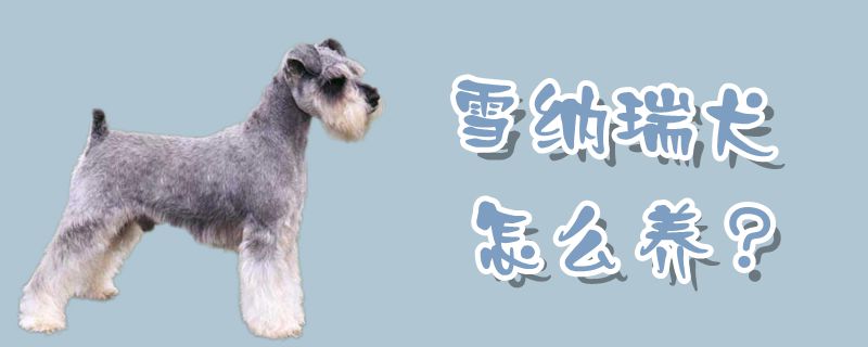 雪纳瑞犬如何养