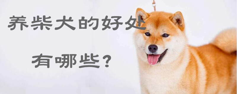 养柴犬的好处有哪些