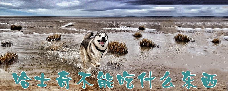 哈士奇不可以吃那些东西