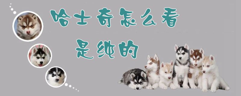哈士奇如何看是纯的