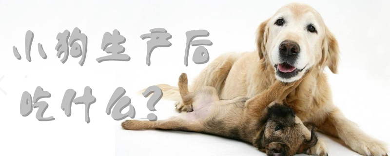 小狗生产后吃那些