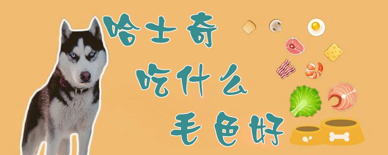 哈士奇吃那些毛色好看