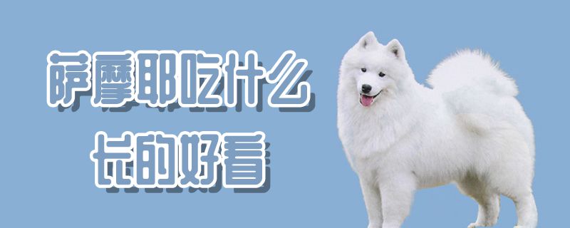萨摩耶吃那些长的好看