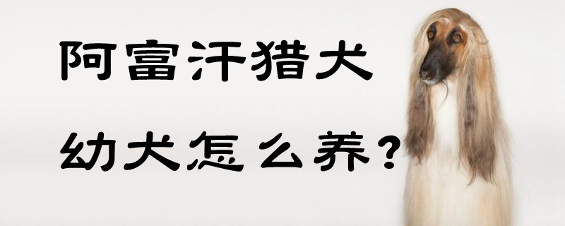 阿富汗猎犬幼犬怎样养