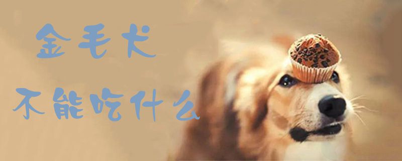 金毛犬不能吃什么