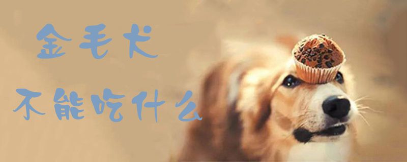 金毛犬没有能吃什么1