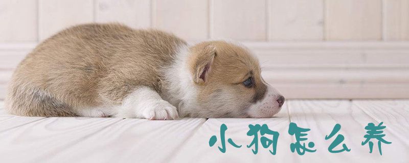 小狗如何养