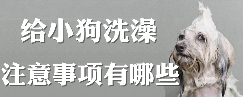 给小狗洗澡有什么需要注意的地方