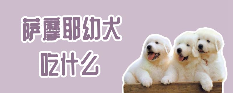 萨摩耶幼犬吃那些