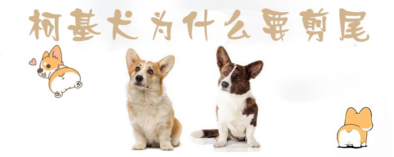 柯基犬为何要剪尾