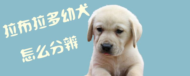 拉布拉多幼犬怎样分别1