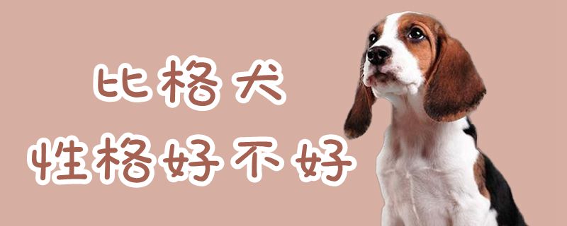 比格犬品格佳不佳