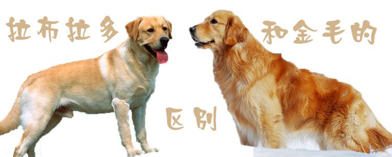 拉布拉多犬和金毛有什么区别