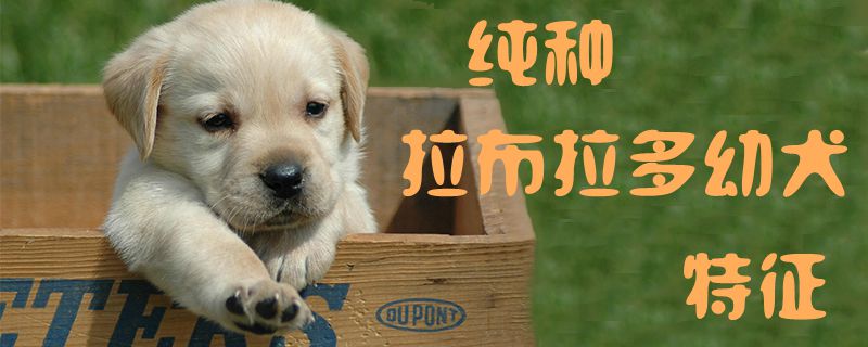 纯种拉布拉多幼犬特点