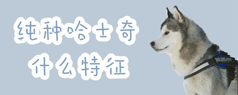 纯种哈士奇那些特征