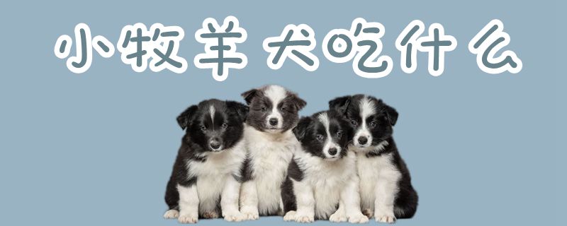 小牧羊犬吃什么