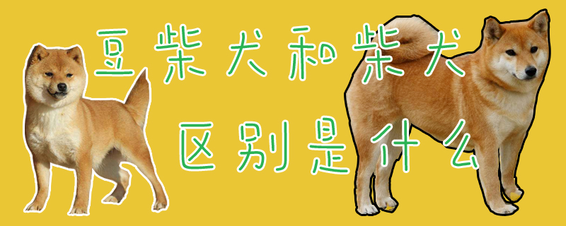 豆柴犬和柴犬有什么不同
