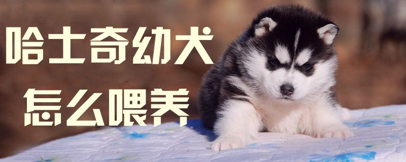 哈士奇幼犬怎样喂1