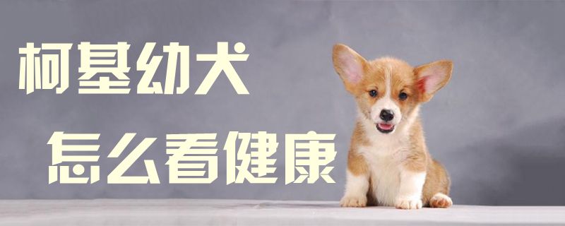 柯基幼犬怎样瞅健壮1