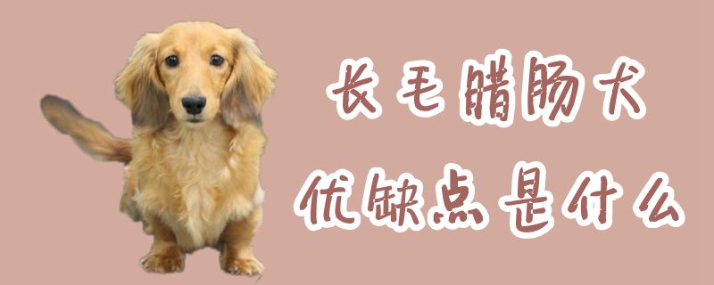 长毛香肠犬优缺陷是什么