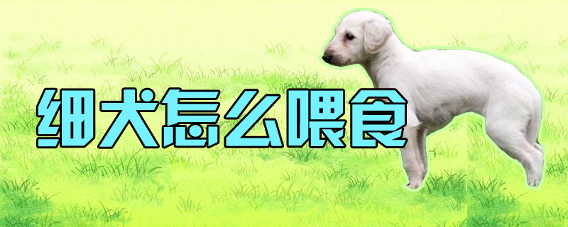 细犬如何喂食