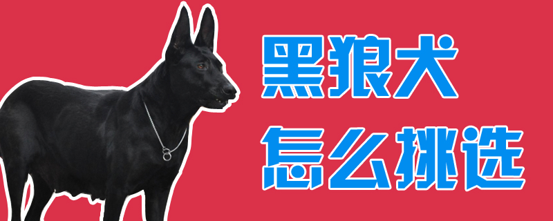 乌狼犬怎样采用