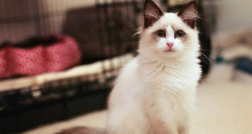 许多人爱上布偶猫是由于它的颜值 几乎萌翻了!!布偶猫贵么?