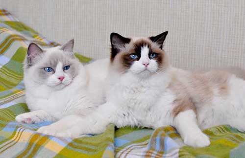 许多人爱上布偶猫是由于它的颜值 几乎萌翻了!!布偶猫贵么?