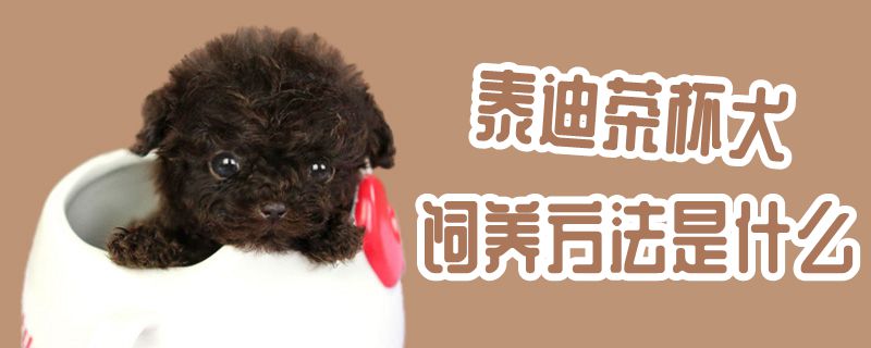 泰迪茶杯犬豢养方式是什么