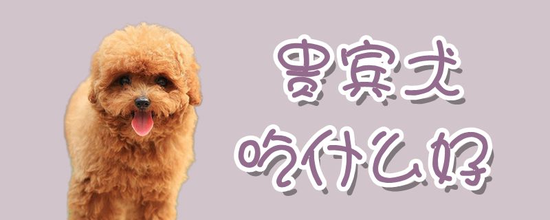 客人犬吃什么好