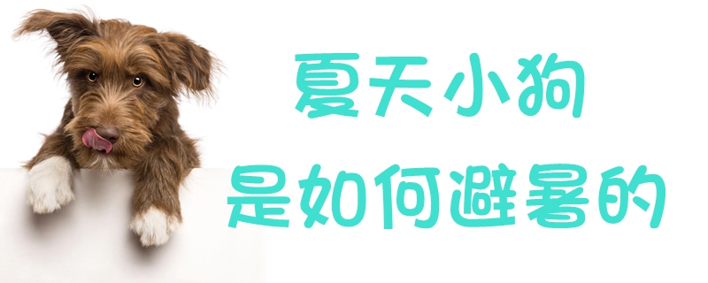 夏季小狗是怎么样避暑的