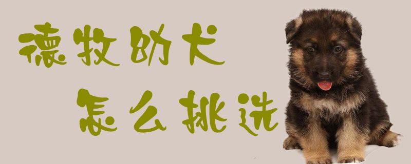德牧幼犬如何挑选