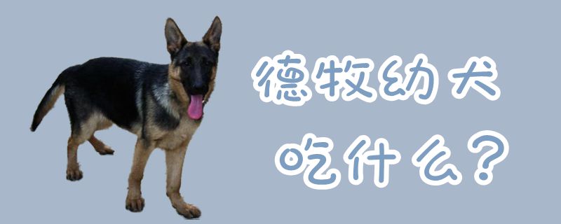 德牧幼犬吃那些