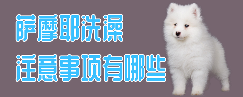萨摩耶洗澡有什么需要注意的地方