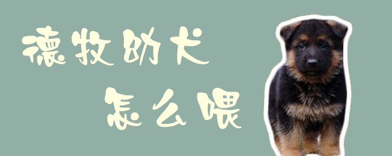 德牧幼犬如何喂