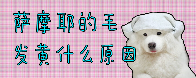 萨摩耶的毛发黄哪些原因