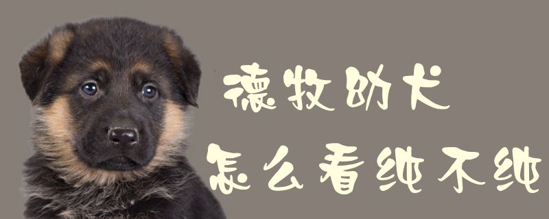 德牧幼犬怎样瞅纯没有纯1