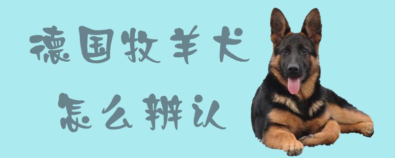 德国牧羊犬如何辨认