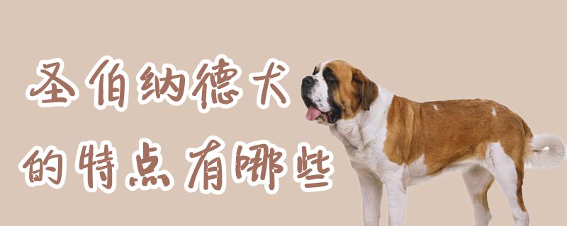 圣伯纳德犬的特点是什么