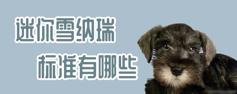迷你雪纳瑞标准有什么